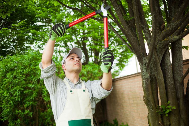 Local Mimosa Tree Trimming pros at work