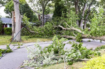 Fallen Tree Blocking Road