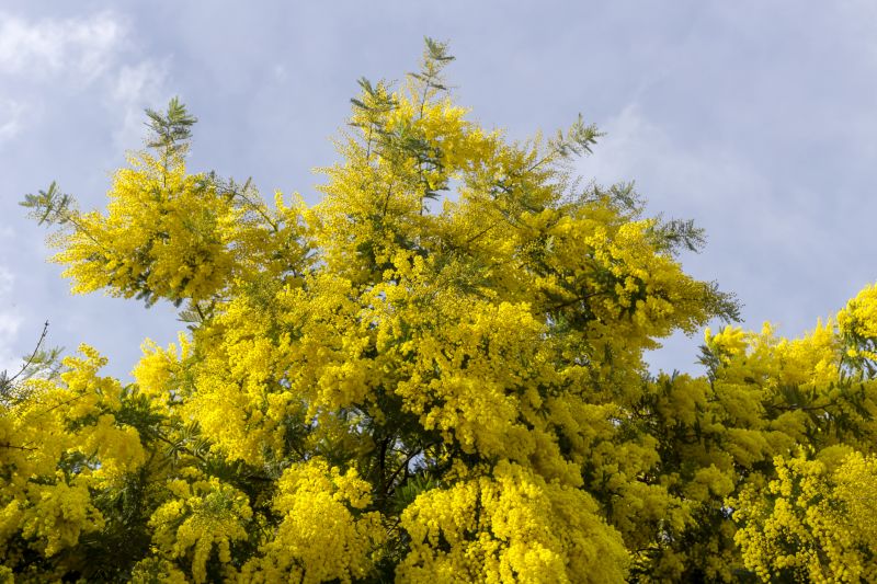 Mimosa Tree Trimming
