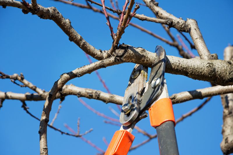 Mimosa Tree Trimming