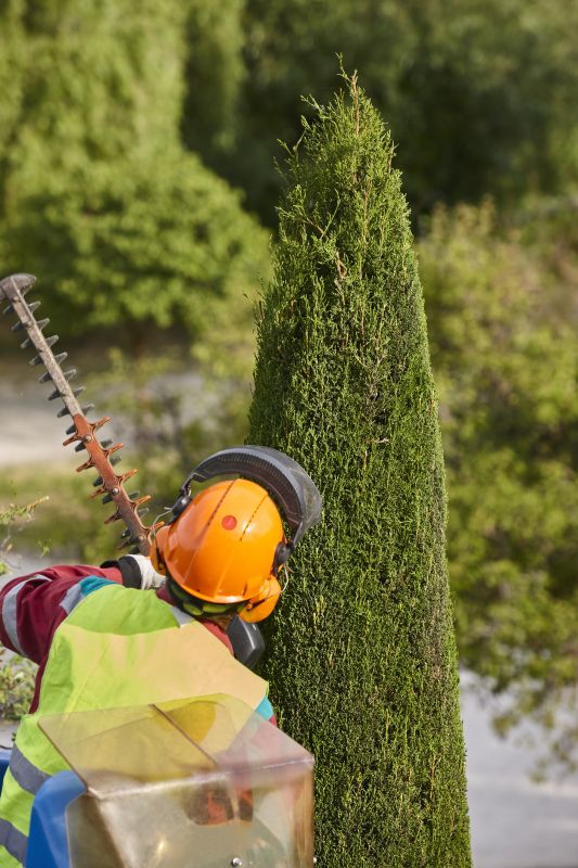 Mimosa Tree Trimming