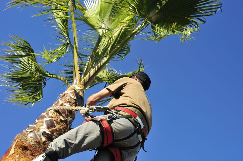 Mimosa Tree Trimming