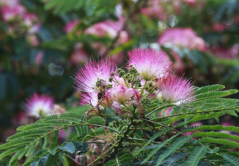 Products For Mimosa Tree Trimmings in use