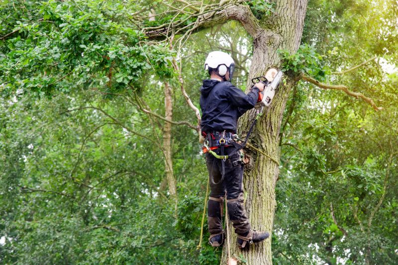 Certified Arborist Performing Trimming