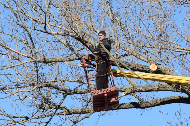 Tree Diagnostic Inspection