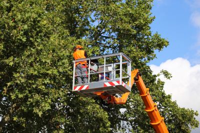 Tree Removal and Trimming Contractors
