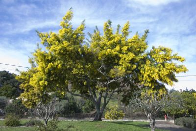 Get Your Desired Shape and Look For Your Mimosa Tree!