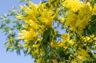 Improve The Overall Health of Your Tree!